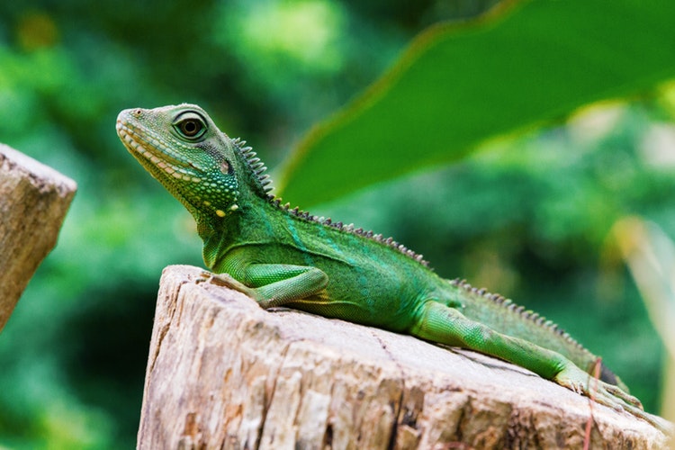 Imagen de una iguana verde