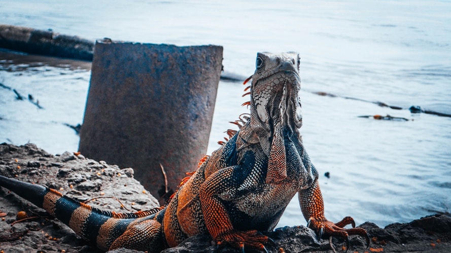 Imagen de una iguana naranjo con negro