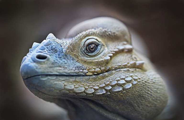 Imagen de la cabeza de una iguana